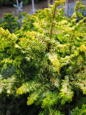 Chamaecyparis obtusa 'Fernspray Gold' 